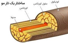 آموزش ساختمان مو